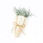 Carrots